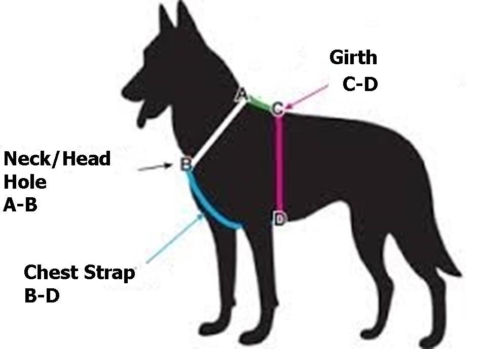 measuring a dog for a coat