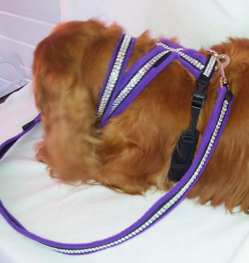 Sparkles Half Check Collar-262