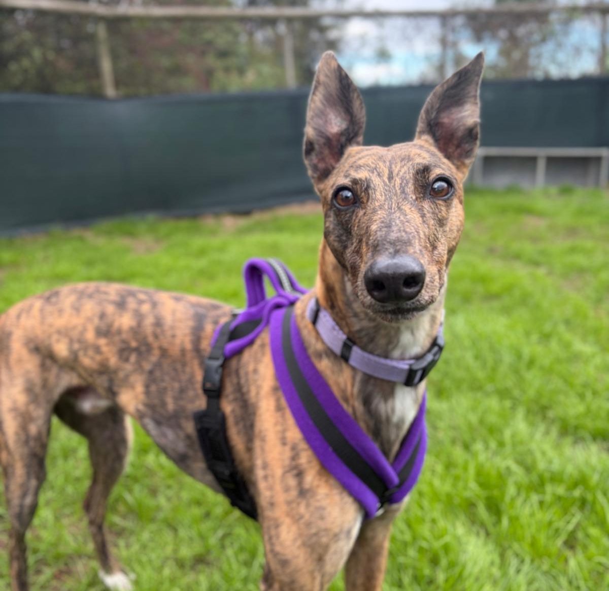 A male, brindle greyhound wearing a purple Active Fit Snuggle Pets Dog Gear harness